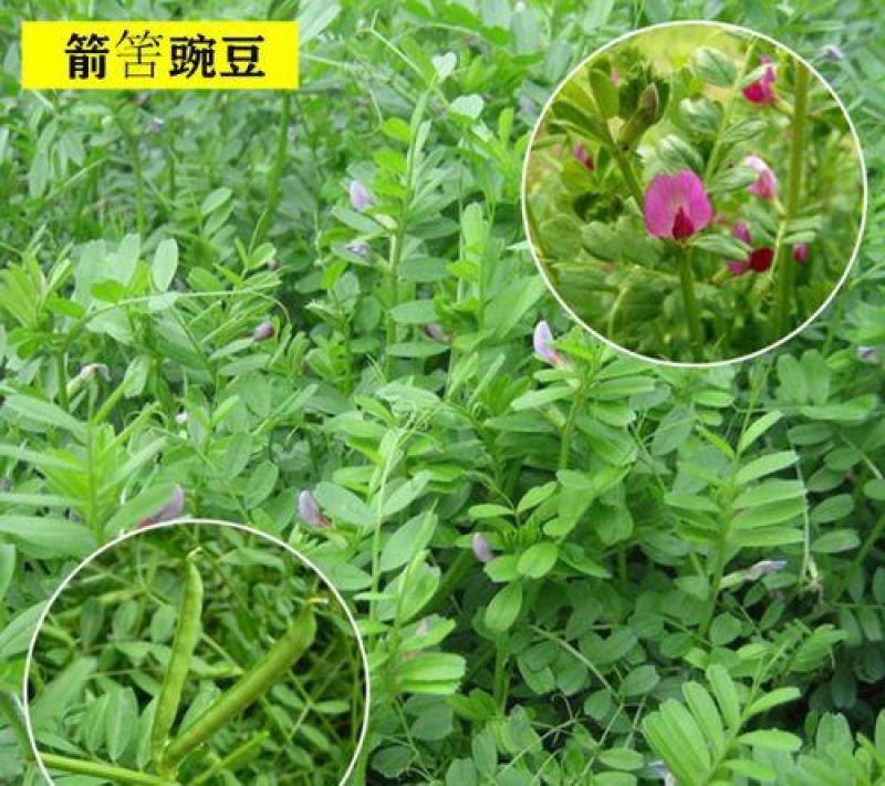 箭舌豌豆种子田林果园固氮绿肥籽青饲料牧草景观花卉