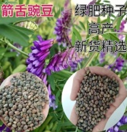 凤仙花种子指甲花种子花色多样露地阳台庭院盆栽多年生