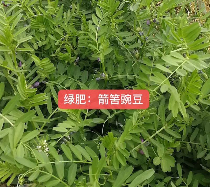 箭舌豌豆种子田林果园固氮绿肥籽青饲料牧草景观花卉