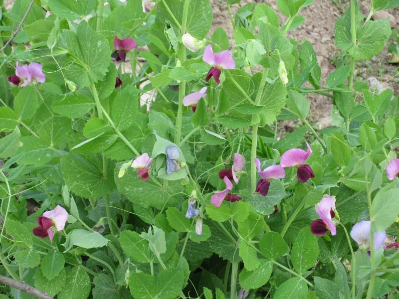 箭舌豌豆种子田林果园固氮绿肥籽青饲料牧草景观花卉