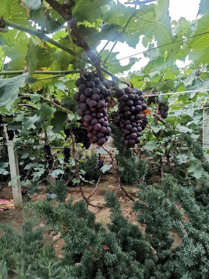 辽宁盖州陆地巨峰葡萄现已大量上市，欢迎广大朋友前来采购