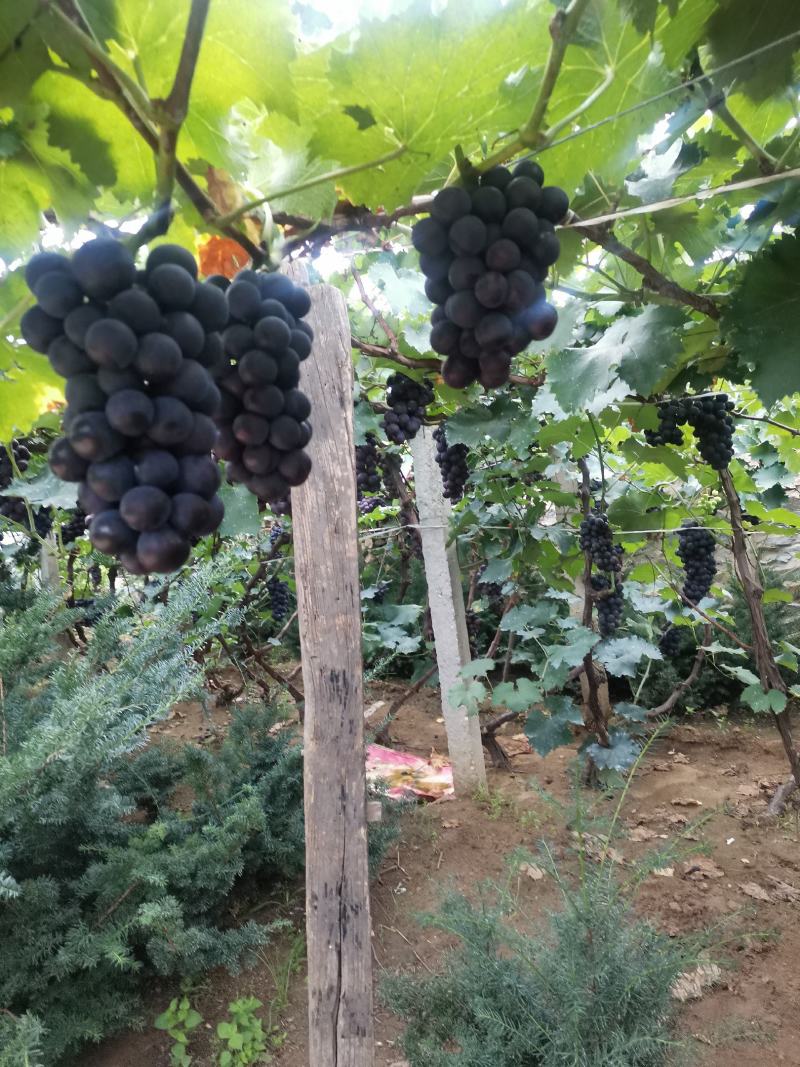 辽宁盖州陆地巨峰葡萄现已大量上市，欢迎广大朋友前来采购