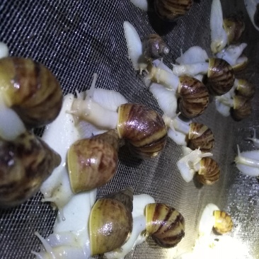 白玉蜗牛