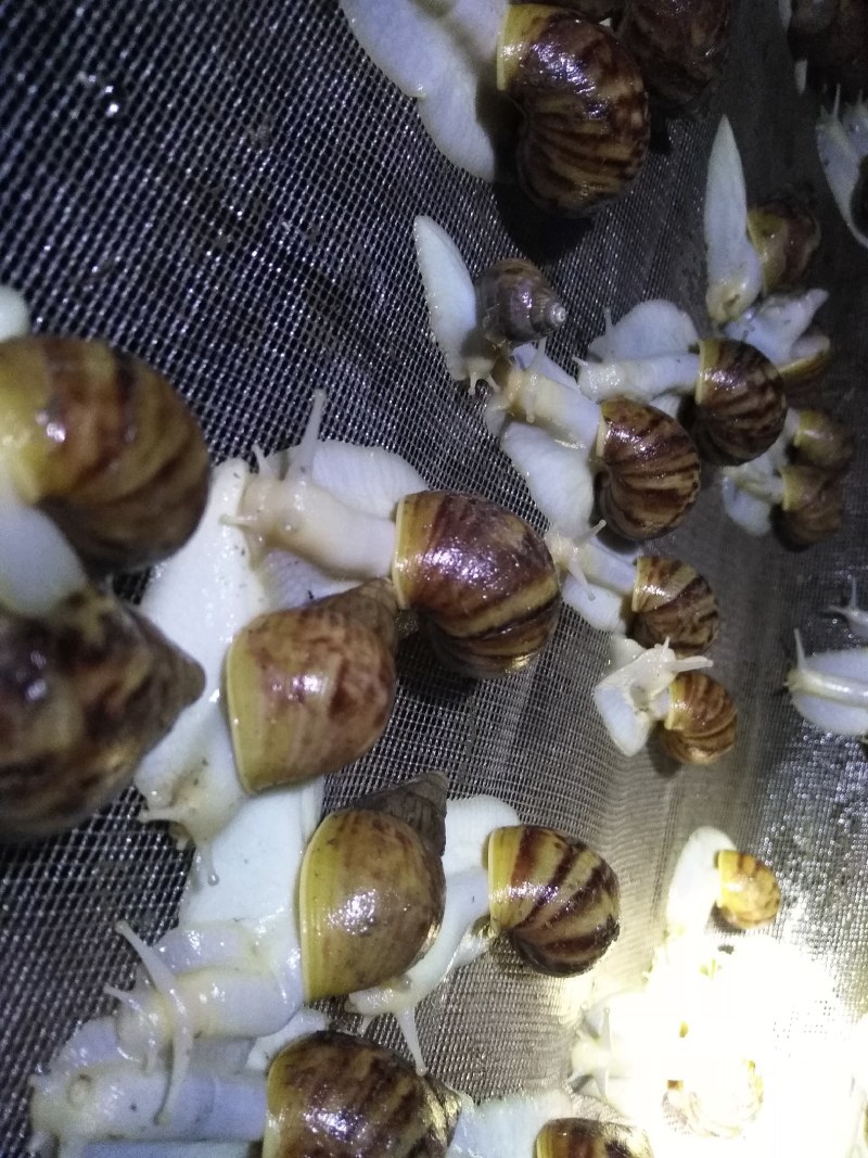白玉蜗牛