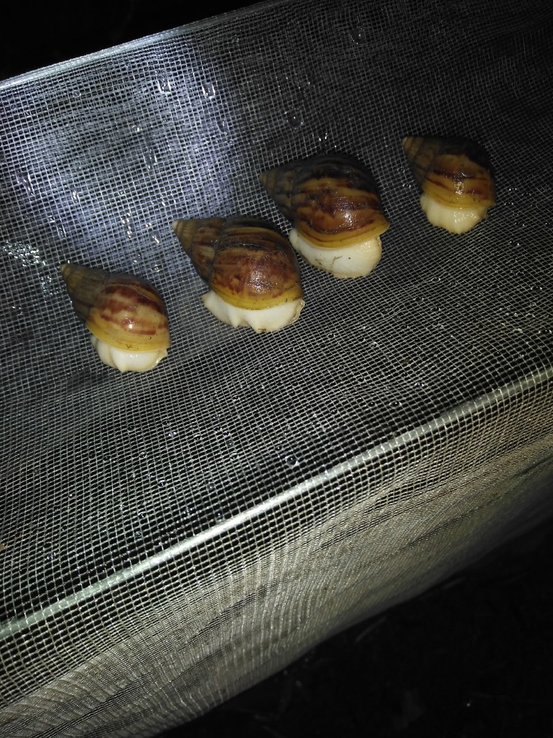白玉蜗牛