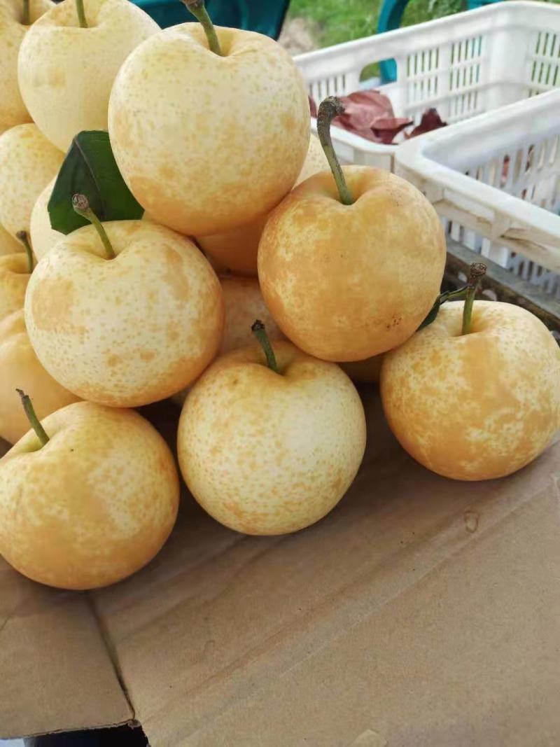 产地代办花梨黄金梨！！！！！！！！！！！！