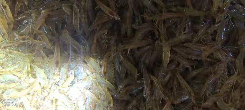 河虾地虾。【东北高山流水冷水虾】A品保障