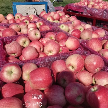 中秋王苹果纸袋的膜袋的大量上市电话咨询市场电商社区团购对