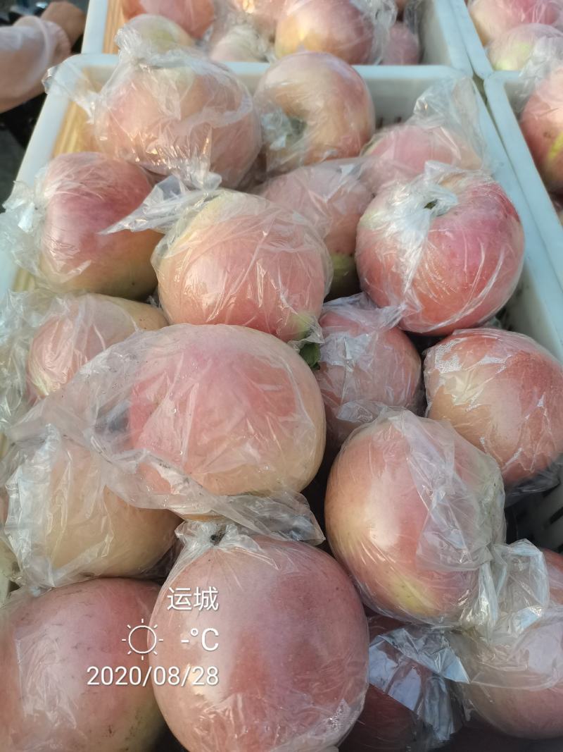 中秋王苹果纸袋的膜袋的大量上市电话咨询市场电商社区团购对