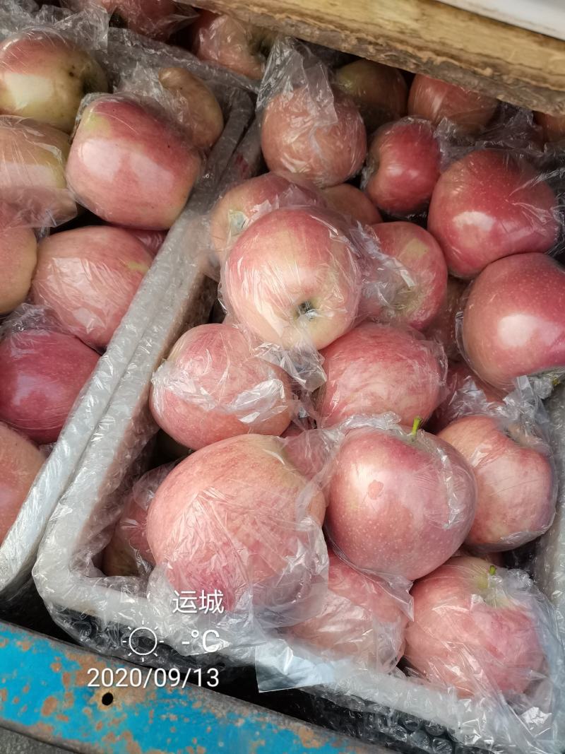 中秋王苹果纸袋的膜袋的大量上市电话咨询市场电商社区团购对