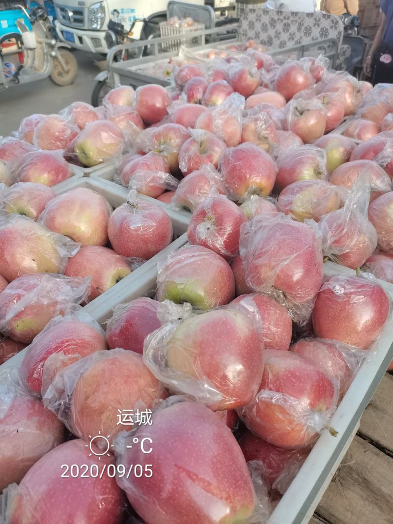 中秋王苹果纸袋的膜袋的大量上市电话咨询市场电商社区团购对