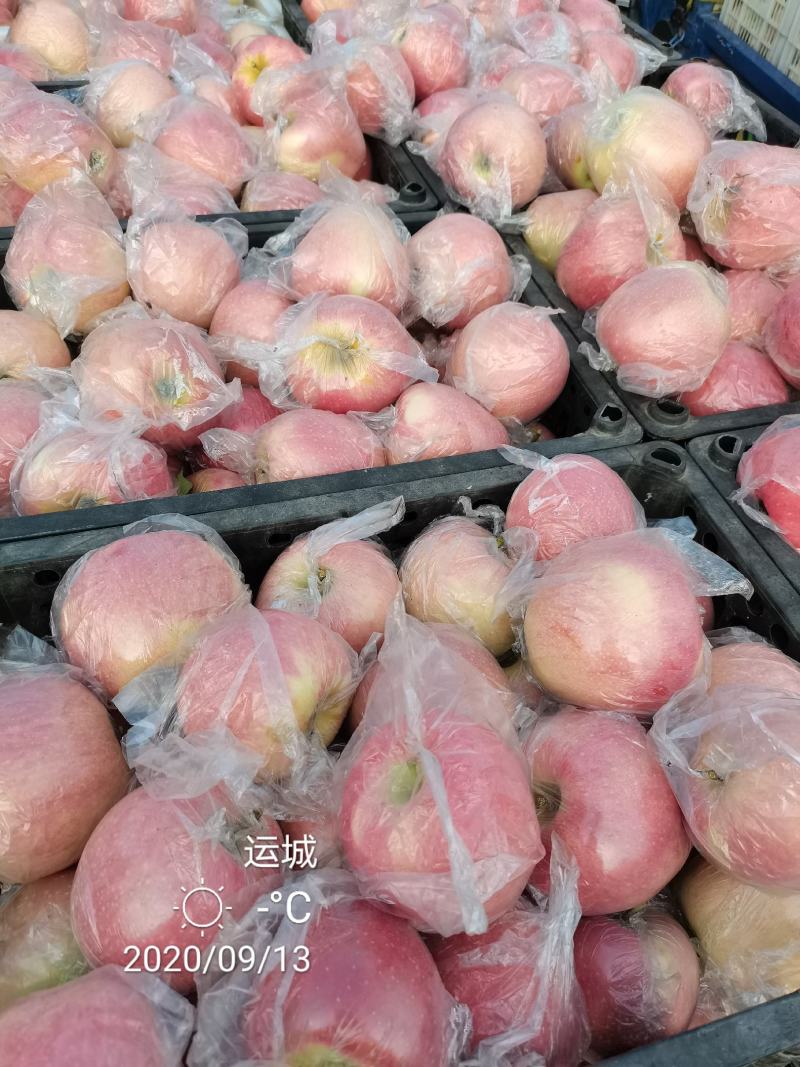 中秋王苹果纸袋的膜袋的大量上市电话咨询市场电商社区团购对