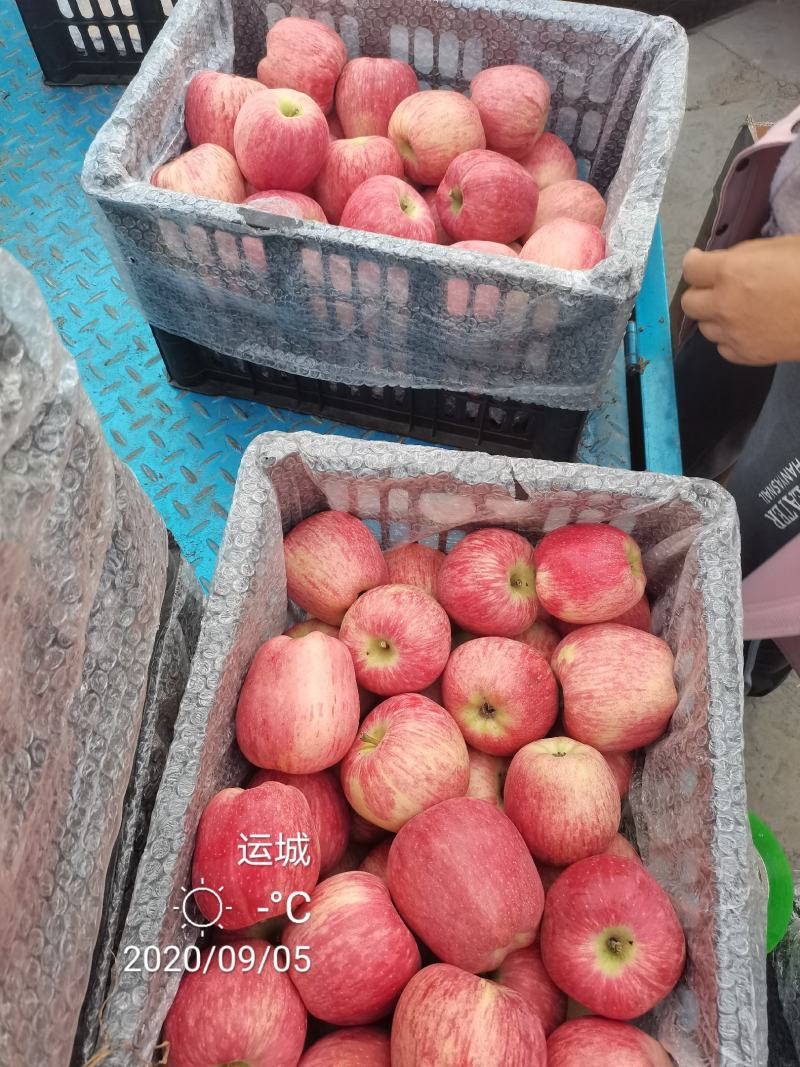 中秋王苹果纸袋的膜袋的大量上市电话咨询市场电商社区团购对