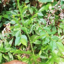 野生鹿茸草，有需要鹿茸草的