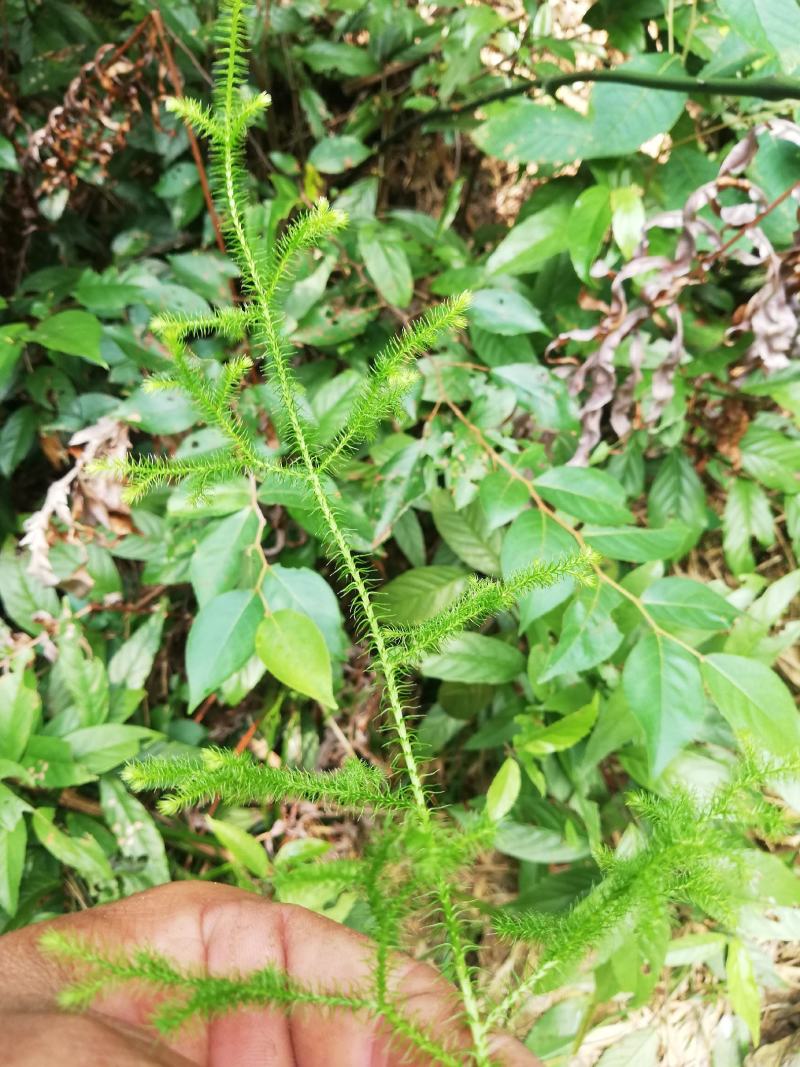 野生鹿茸草，有需要鹿茸草的联系