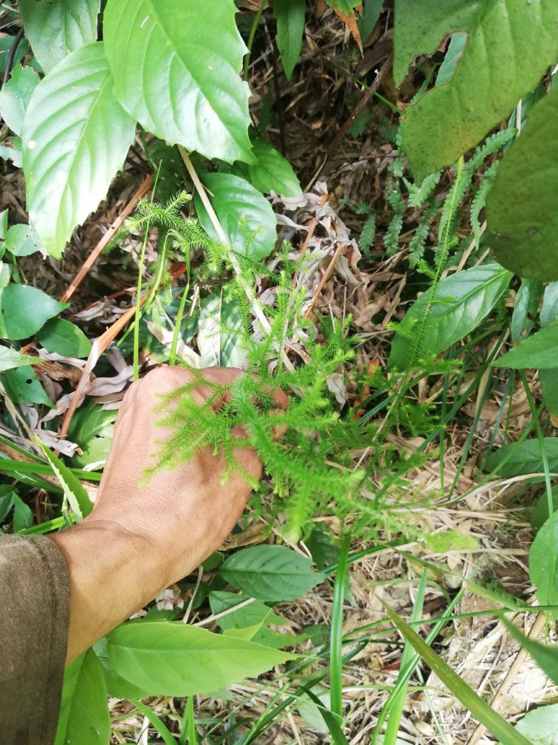 野生鹿茸草，有需要鹿茸草的联系