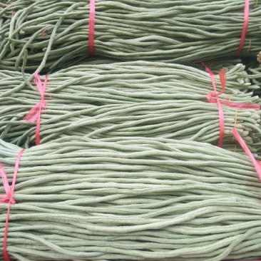 长豆角！质优价廉！大量供应！包装一条龙！电商供货