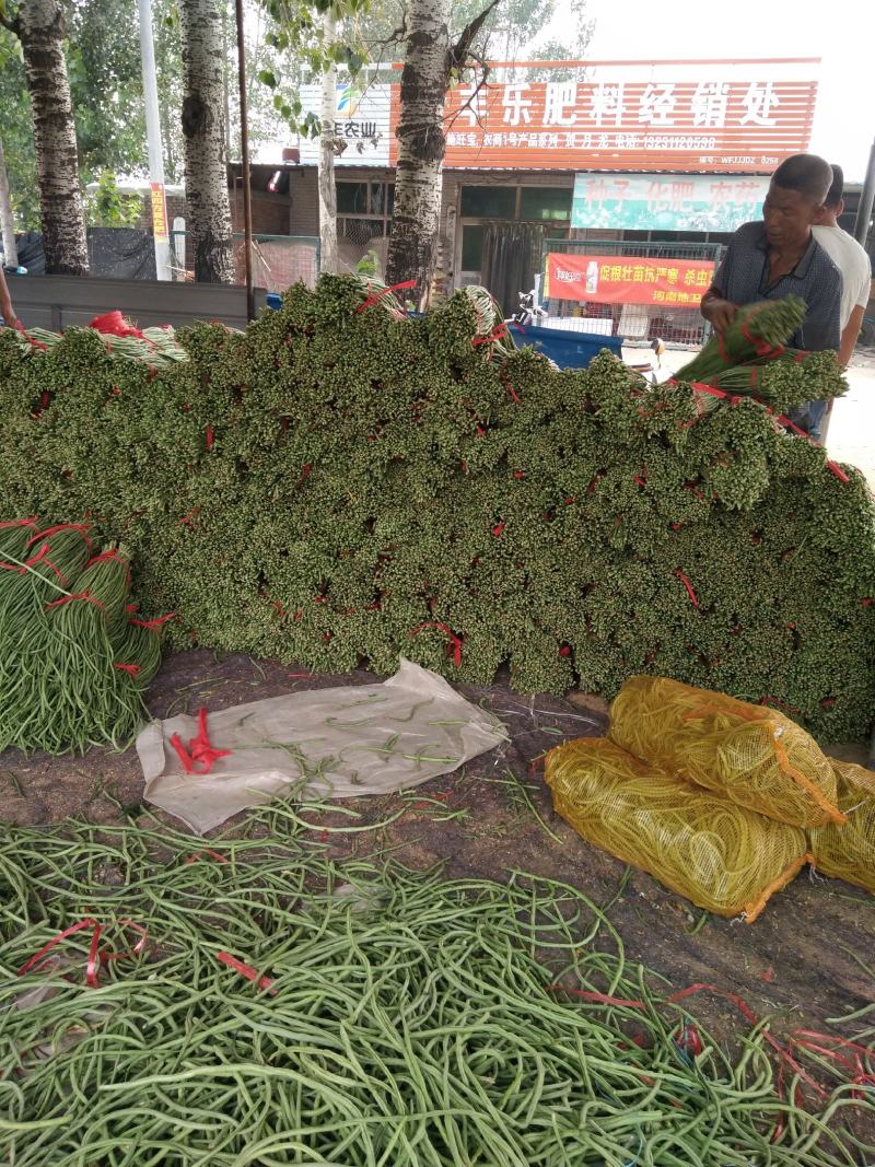 长豆角！质优价廉！大量供应！包装一条龙！电商供货