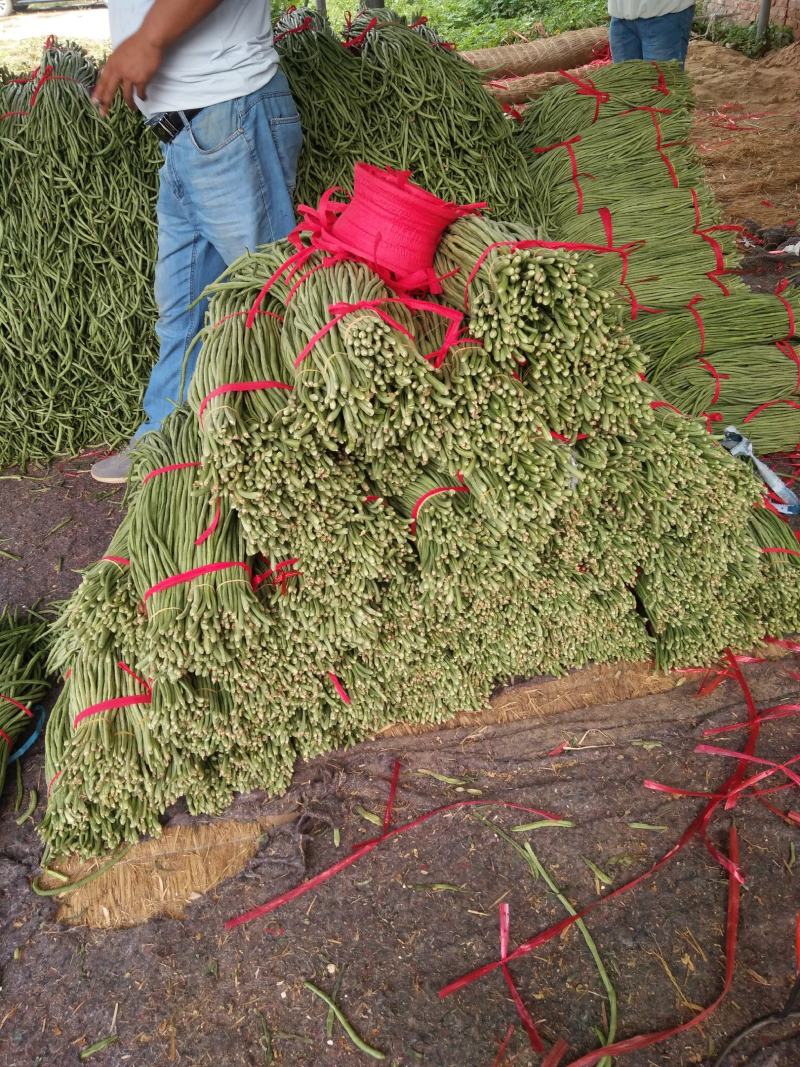 长豆角！质优价廉！大量供应！包装一条龙！电商供货