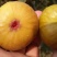 黄金蜜无花果，无花果树苗，新品种，当年种植，当年结果