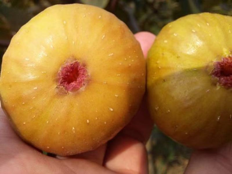 黄金蜜无花果，无花果树苗，新品种，当年种植，当年结果