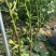 黄金蜜无花果，无花果树苗，新品种，当年种植，当年结果