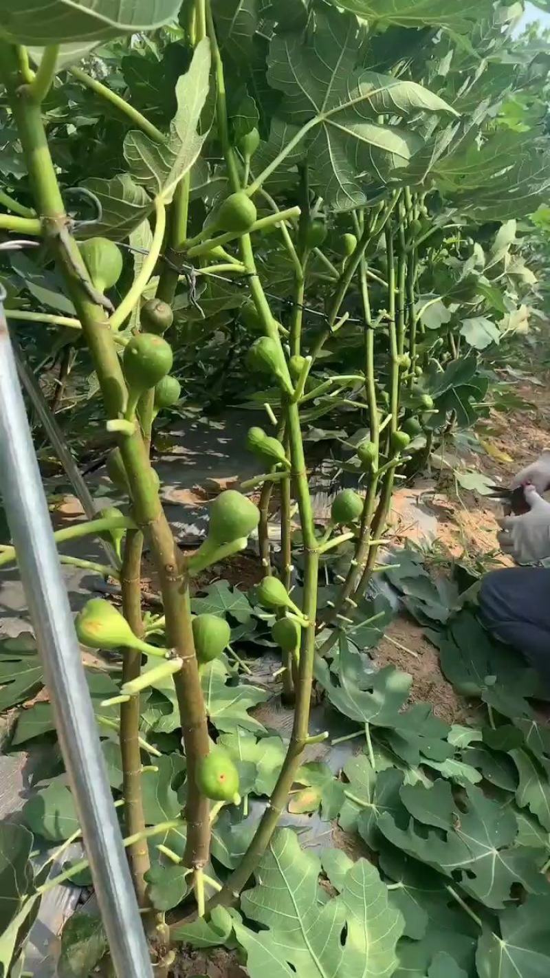 黄金蜜无花果，无花果树苗，新品种，当年种植，当年结果
