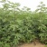 黄金蜜无花果，无花果树苗，新品种，当年种植，当年结果