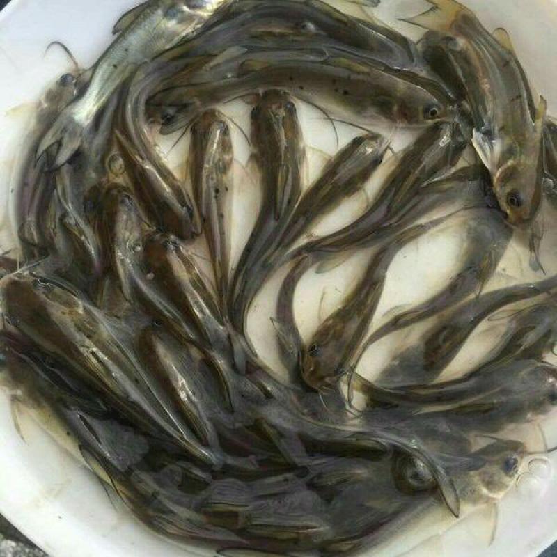 【斑点叉尾鱼苗】湖北斑点叉尾鮰鱼苗，抗病力强生长速度快。