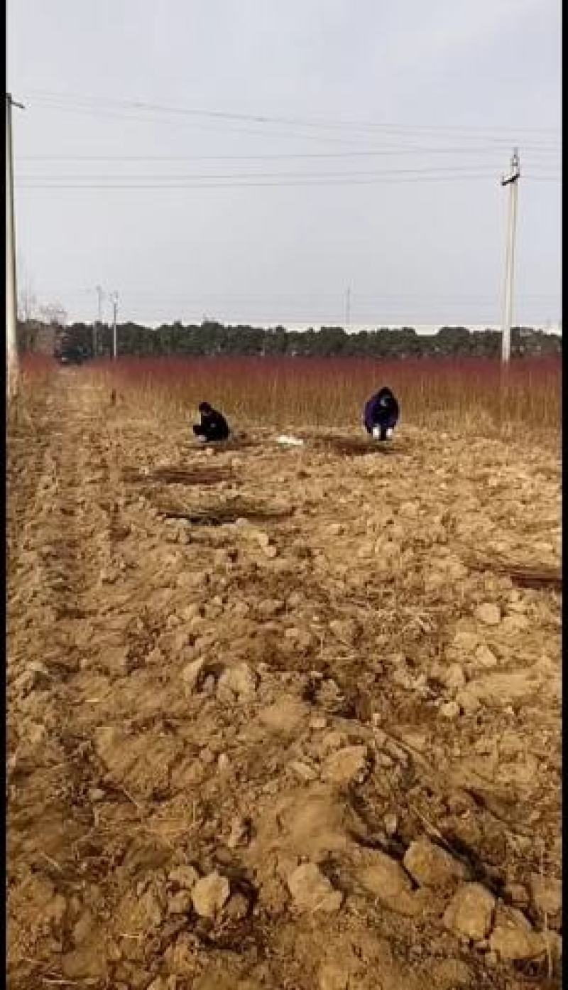 黄金蜜无花果，无花果树苗，新品种，当年种植，当年结果