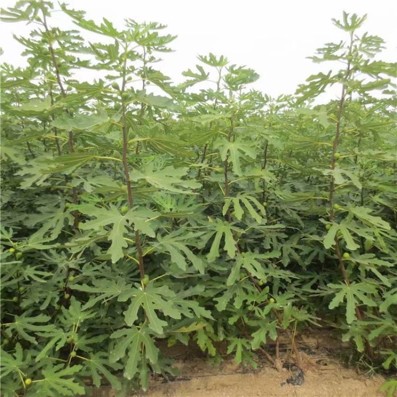 波姬红无花果，无花果树苗，一级苗木，当年结果，基地直供