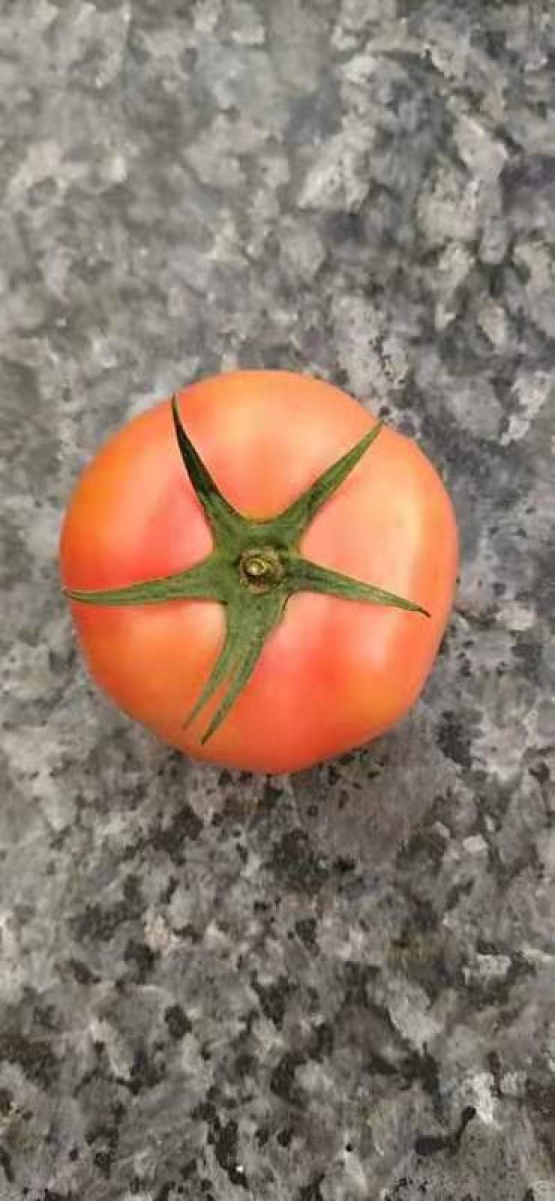 硬粉西红柿大量上市