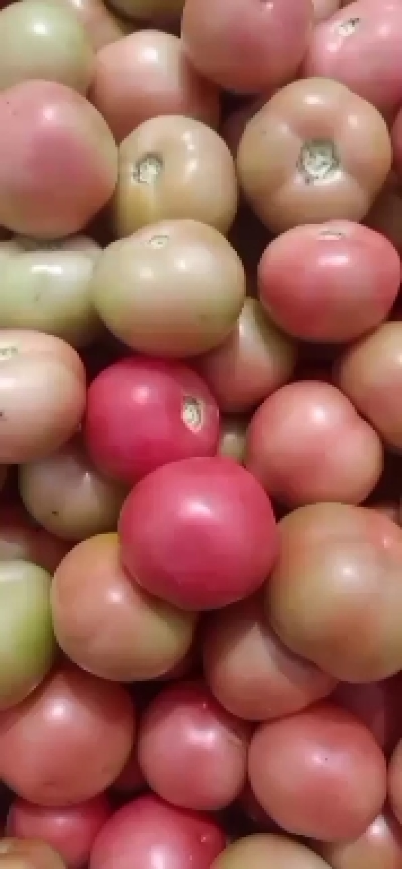 硬粉西红柿大量上市