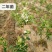 金银花苗80cm以上，自己家育苗成活率高
