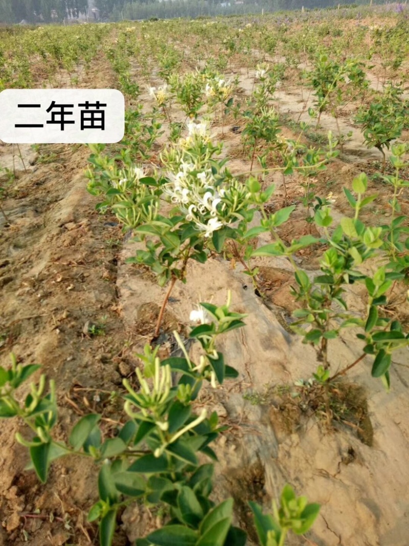 金银花苗80cm以上，自己家育苗成活率高