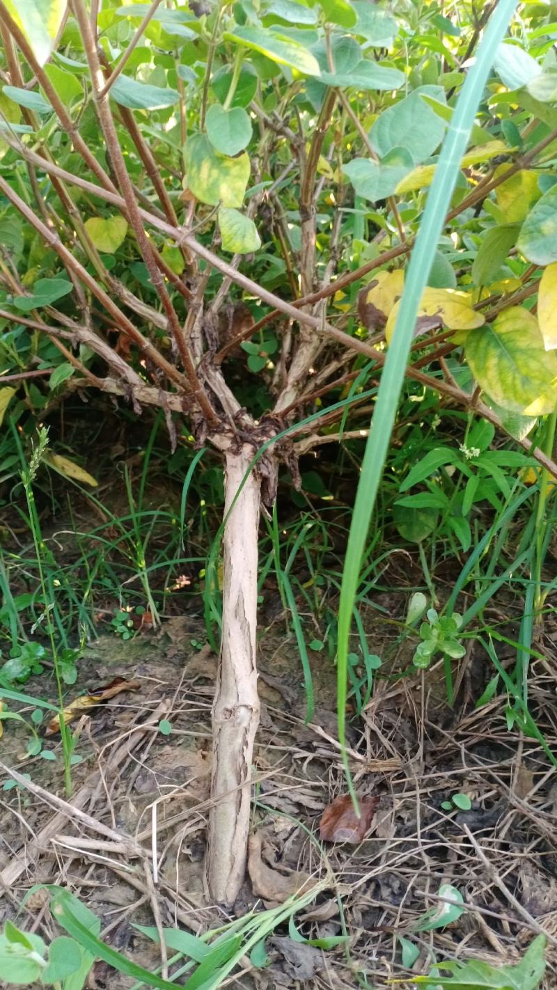 大量出售绿化占地金银花树盆栽地栽都可以