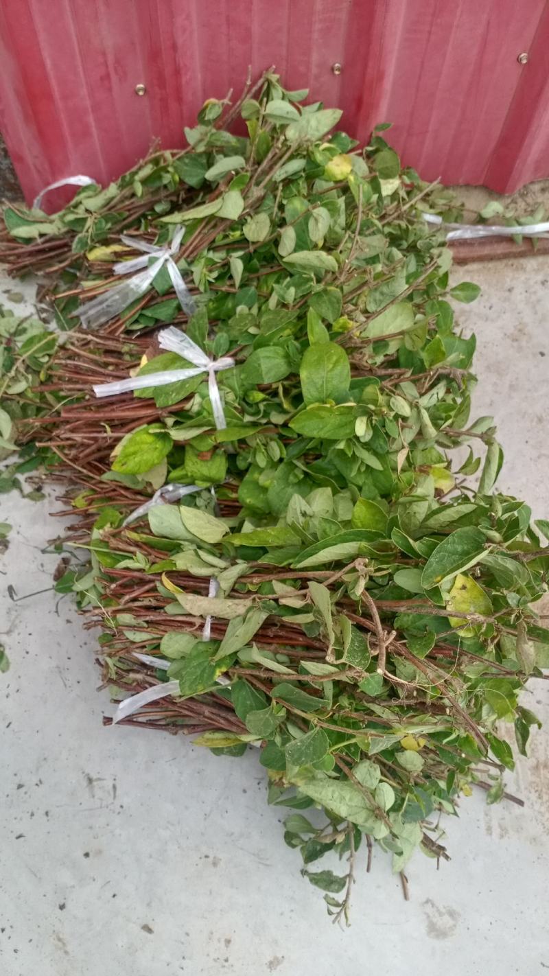 大量出售绿化占地金银花树盆栽地栽都可以