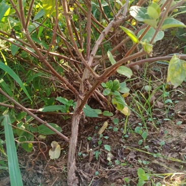 大量出售绿化占地金银花树盆栽地栽都可以
