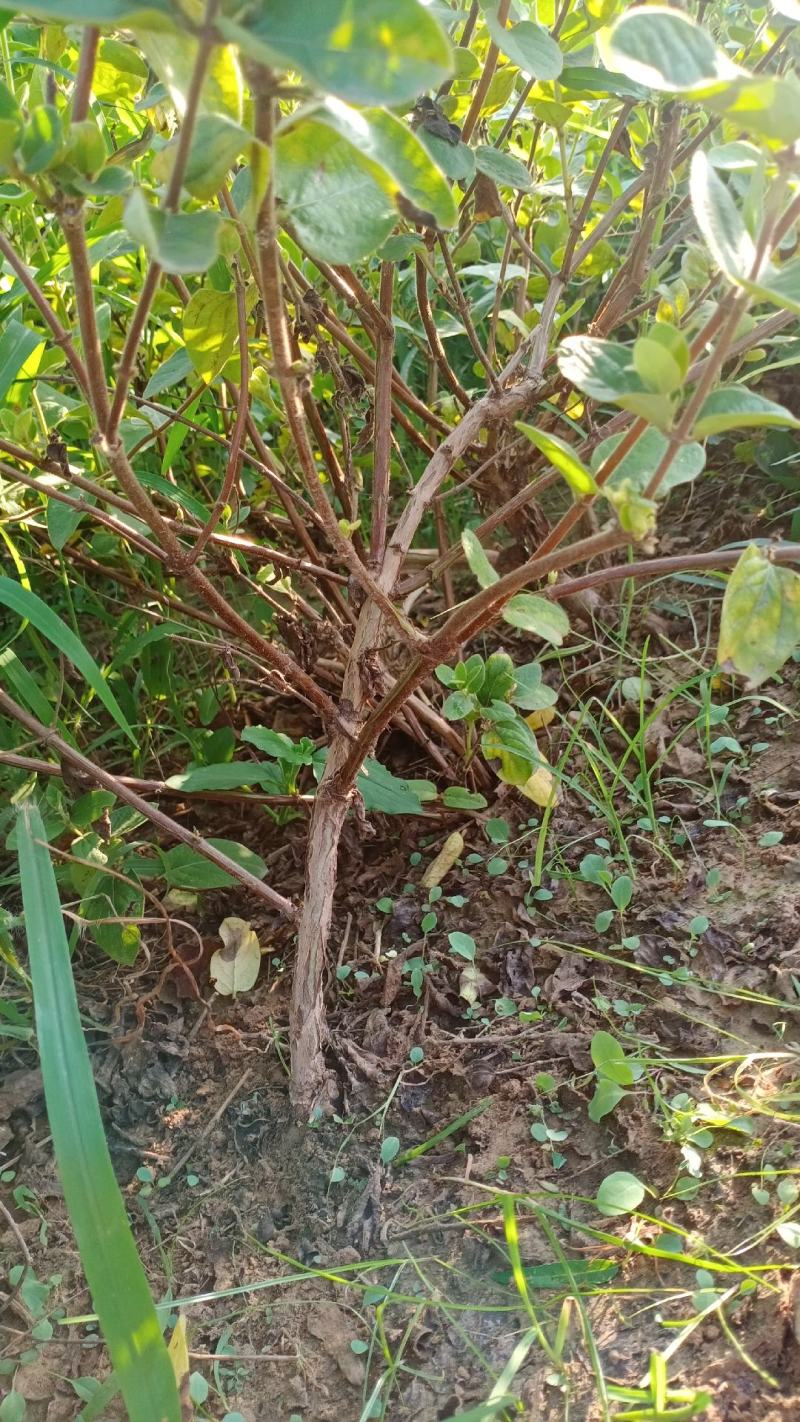 大量出售绿化占地金银花树盆栽地栽都可以