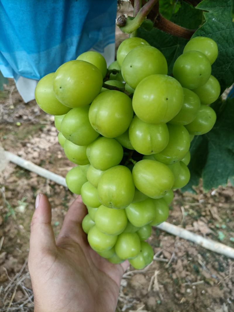阳光玫瑰葡萄