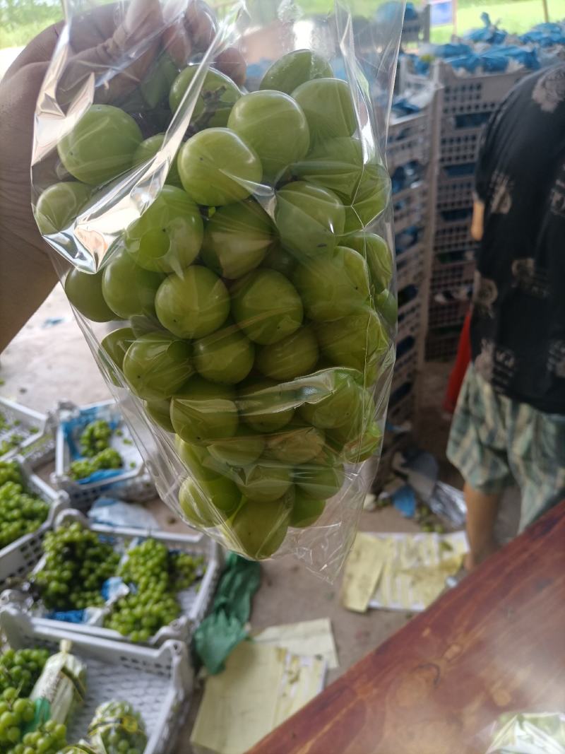 阳光玫瑰葡萄