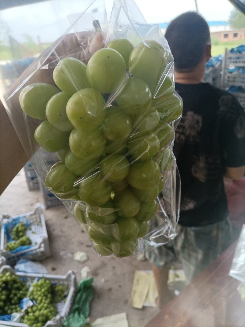 阳光玫瑰葡萄