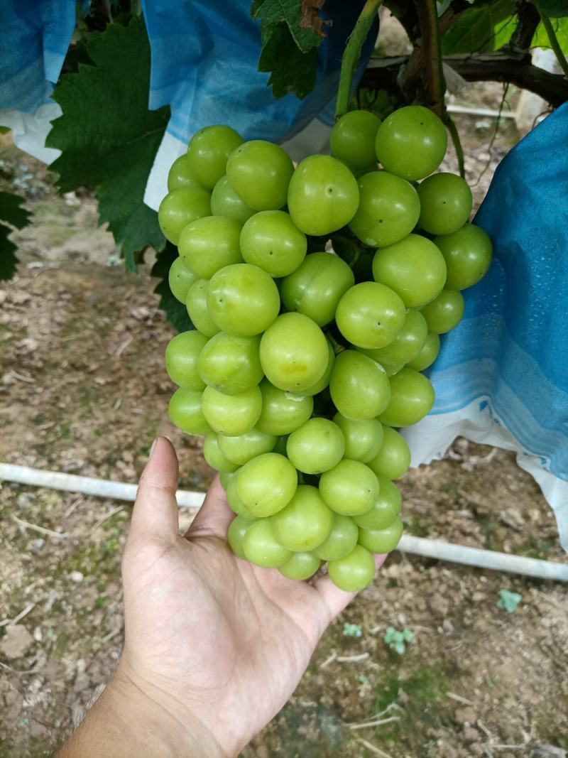 阳光玫瑰葡萄