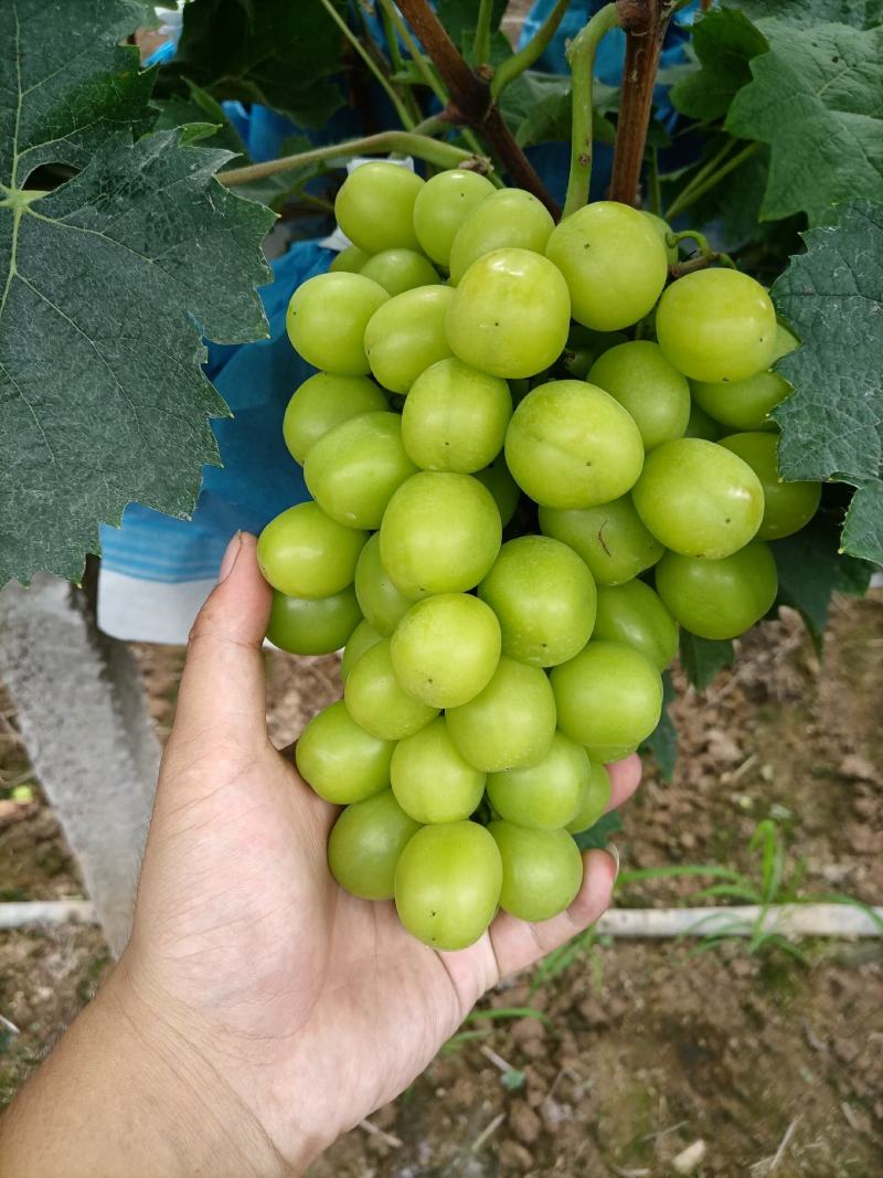 阳光玫瑰葡萄