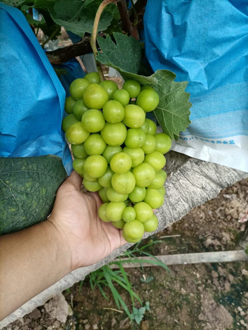 阳光玫瑰葡萄