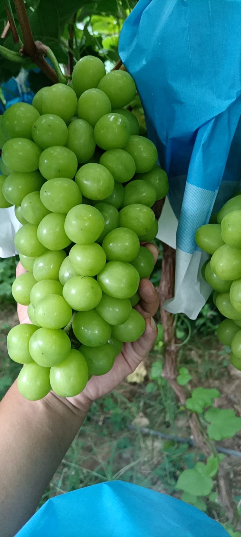 阳光玫瑰葡萄