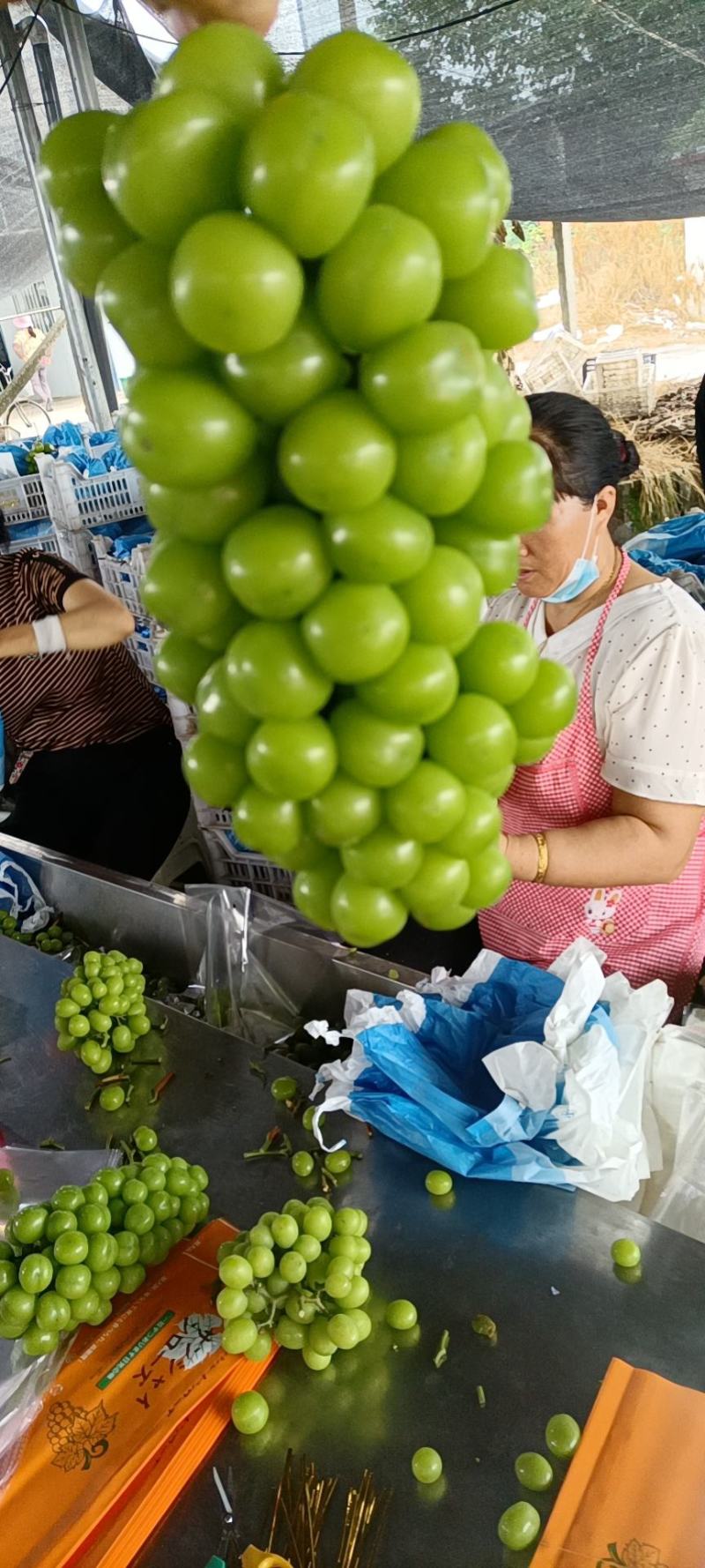阳光玫瑰葡萄