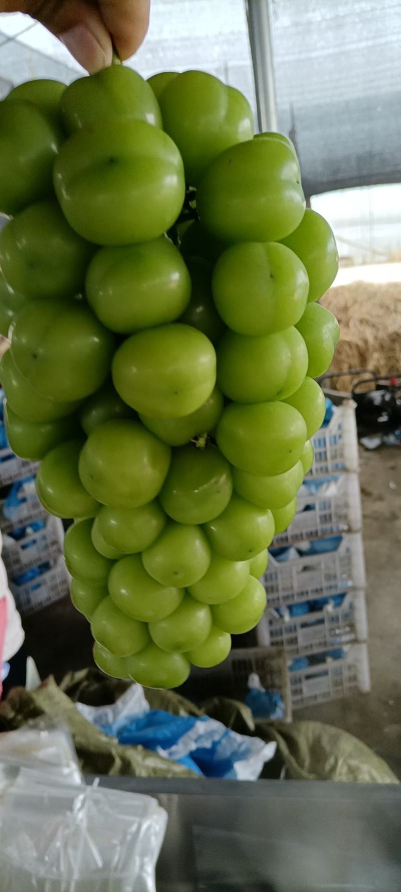 阳光玫瑰葡萄