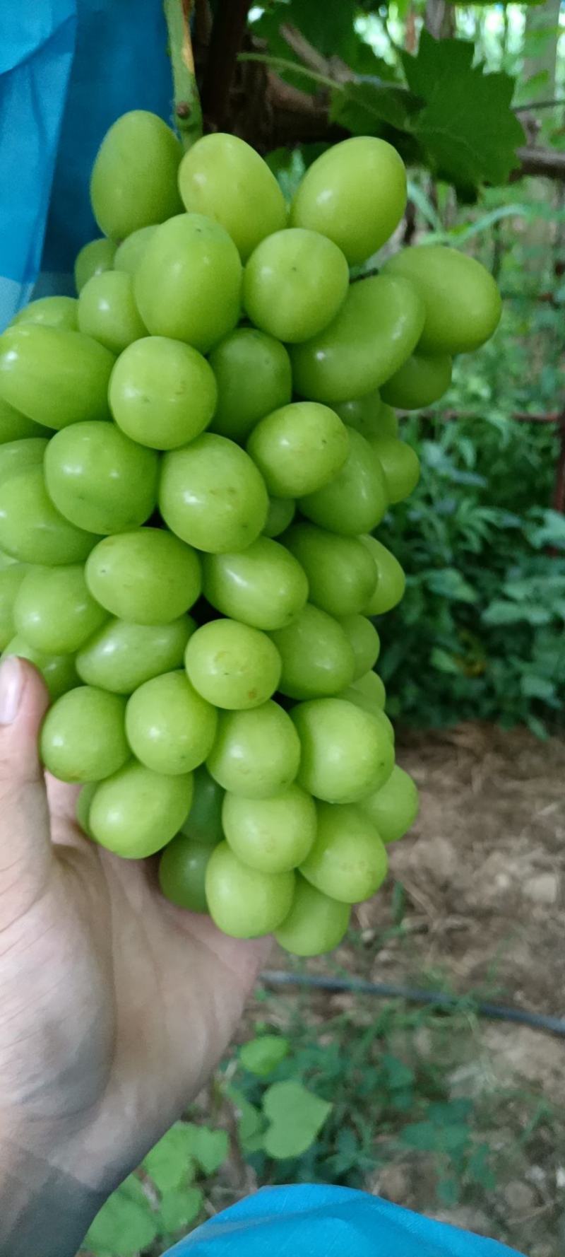 阳光玫瑰葡萄