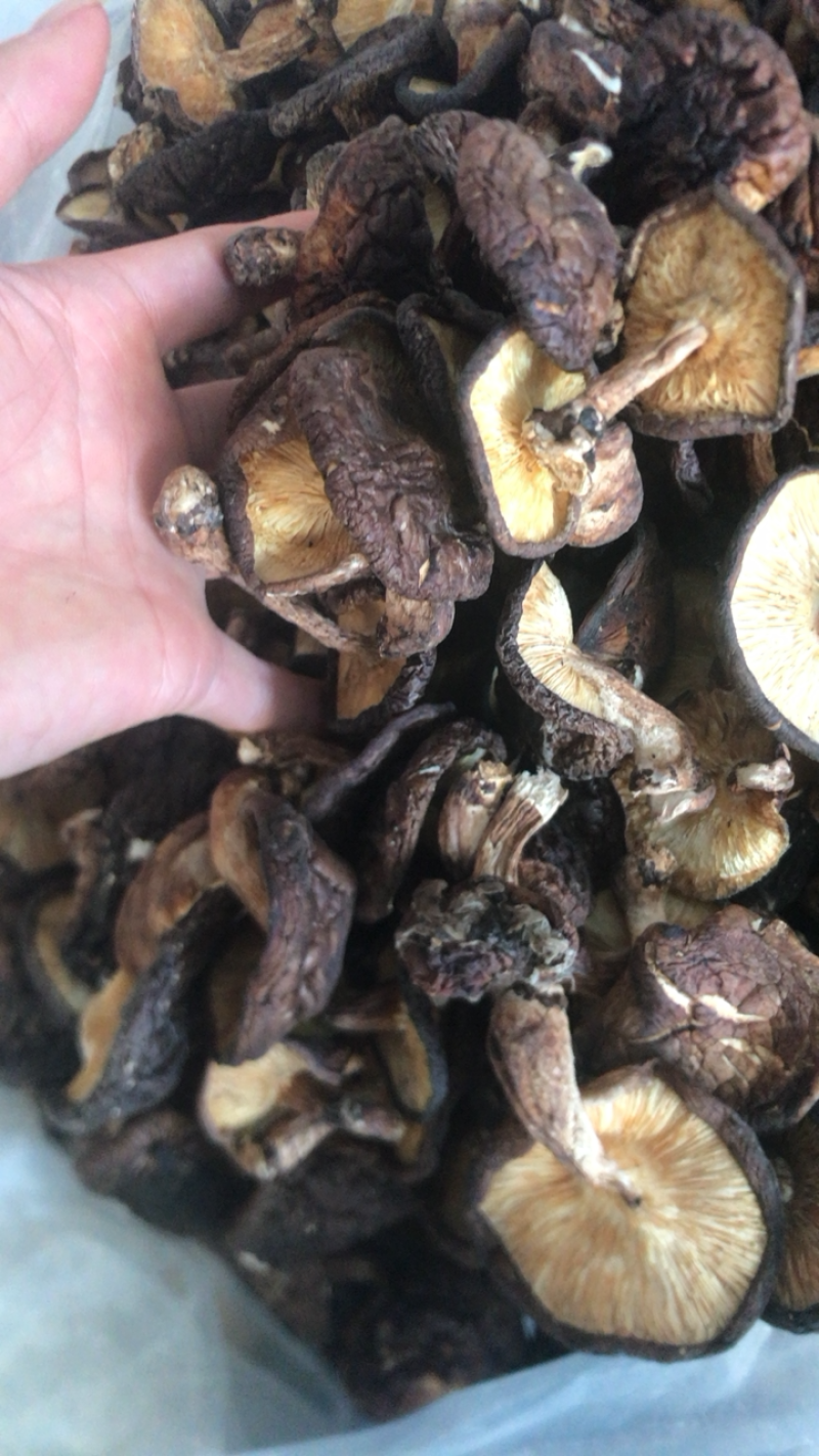 神农架香菇